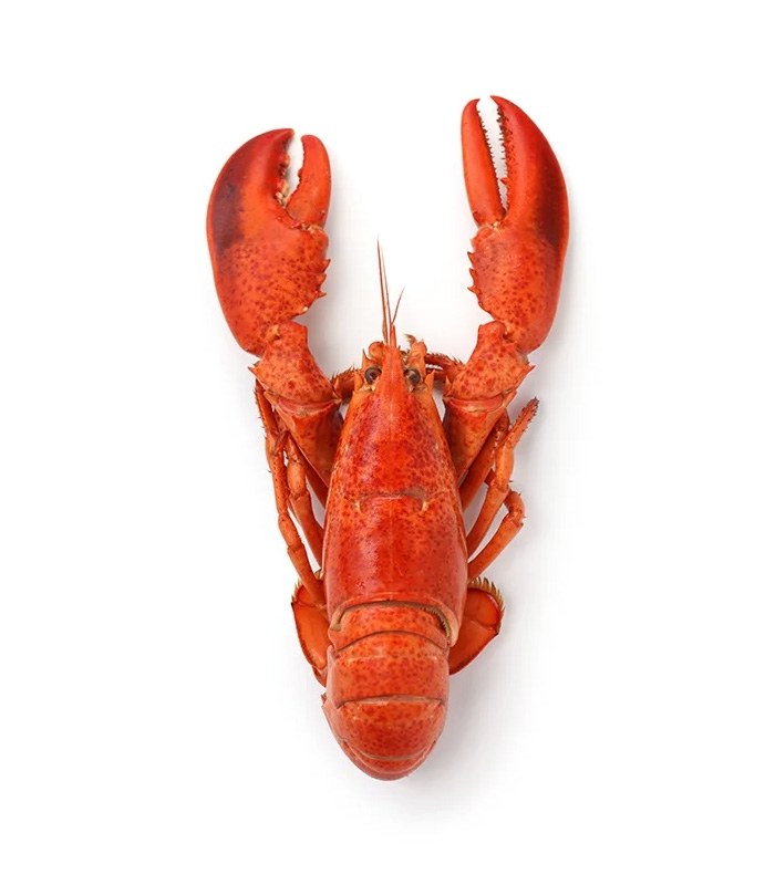 vg-sf-frshs-8.jpg Whole Cornish Lobster - تصویر 1